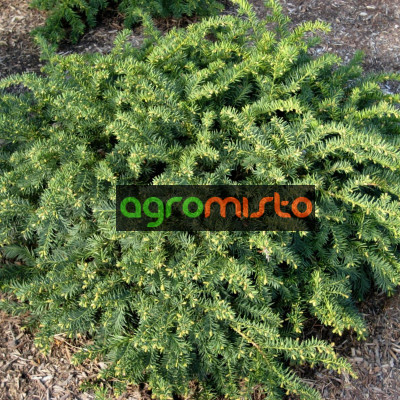 Тис звичайний Taxus baccata Repandens (C3)