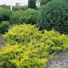 Тис звичайний Taxus baccata Summergold (C3)