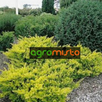 Тис звичайний Taxus baccata Summergold (C3)