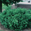 Тис середній Taxus x media Densiformis (C2)