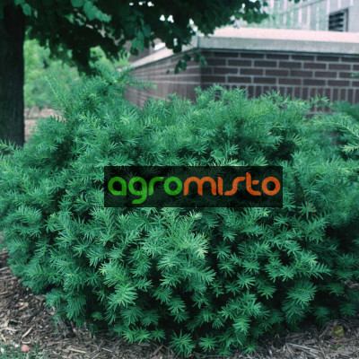 Тис середній Taxus x media Densiformis (C2)