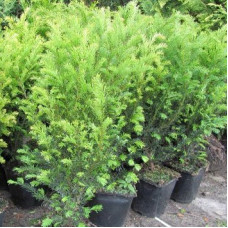 Тис середній Taxus x media Groenland (C2) Тис середній Taxus x media Groenland (C2)