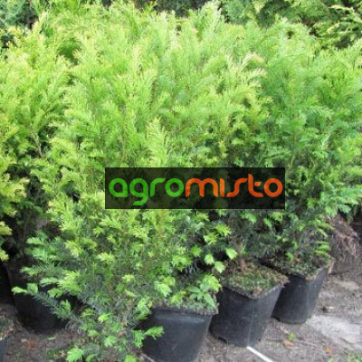 Тис середній Taxus x media Groenland (C2)