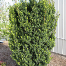 Тис середній Taxus x media Hicksii (C1.5)
