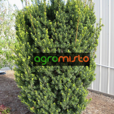 Тис середній Taxus x media Hicksii (C5)