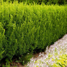 Тис середній Taxus x media Hicksii Barth (C2)