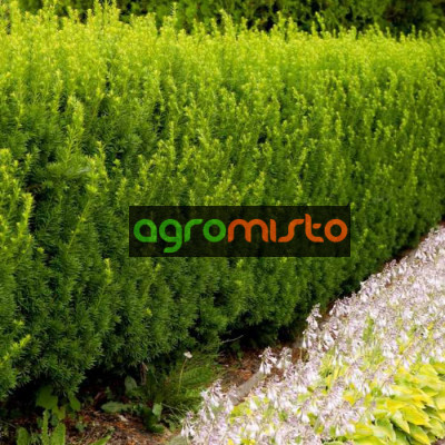 Тис середній Taxus x media Hicksii Barth (C2)