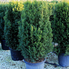 Тис середній Taxus x media Hilli (C2)