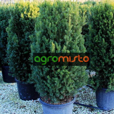Тис середній Taxus x media Hilli (C2)