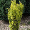 Тис середній Taxus x media Stefania (C2)