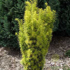 Тис середній Taxus x media Stefania (C2)