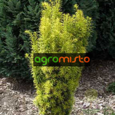 Тис середній Taxus x media Stefania (C2)