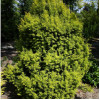 Тис середній taxus x media tymon(C2)