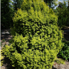 Тис середній taxus x media tymon(C2)