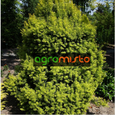 Тис середній taxus x media tymon(C2)