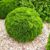 Туя західна Thuja occidentalis Danica (C2)