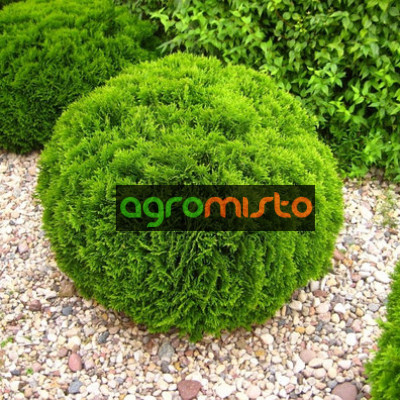 Туя західна Thuja occidentalis Danica (C2)