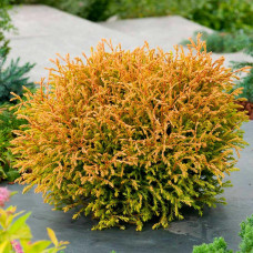 Туя західна Thuja occidentalis Golden Tuffet (C2)