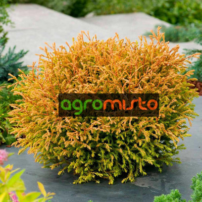 Туя західна Thuja occidentalis Golden Tuffet (C2)