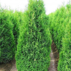Туя західна Thuja occidentalis Hubner (C3)