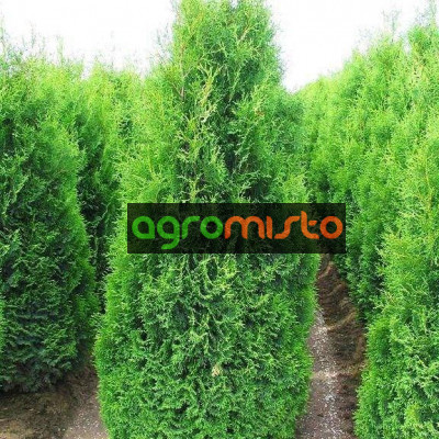 Туя західна Thuja occidentalis Hubner (C3)