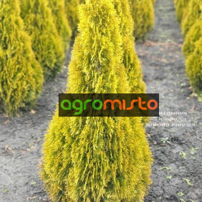 Туя західна Thuja occidentalis Janed Gold (Golden Smaragd)9Y (C2)