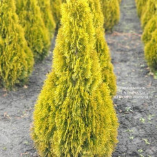 Туя західна Thuja occidentalis Janed Gold (Golden Smaragd)(C3)