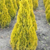Туя західна Thuja occidentalis Janed Gold (Golden Smaragd)(C5)