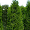Туя західна Thuja occidentalis King of Brabant (C3)