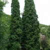 Туя західна Thuja occidentalis Malonyana (C3)