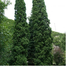 Туя західна Thuja occidentalis Malonyana (C3)