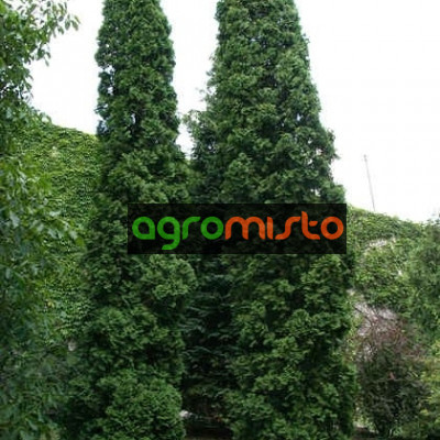 Туя західна Thuja occidentalis Malonyana (C3)