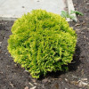 Туя західна Thuja occidentalis Mirjam(C2)