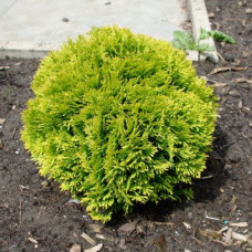 Туя західна Thuja occidentalis Mirjam(C2)