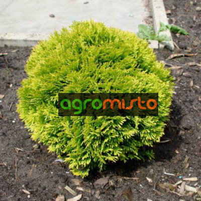 Туя західна Thuja occidentalis Mirjam(C2)