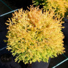 Туя західна Thuja occidentalis Rheingold (C3)