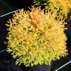 Туя західна Thuja occidentalis Rheingold (C3) Туя західна Thuja occidentalis Rheingold (C3)