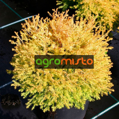 Туя західна Thuja occidentalis Rheingold (C3)