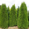 Туя західна Thuja occidentais Smaragd DZIAK (Cl
