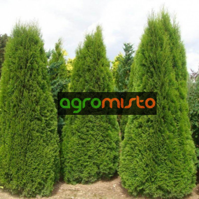Туя західна Thuja occidentais Smaragd DZIAK (Cl