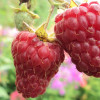 Малина Соколице (Однолетний, ОКС) Малина Соколице (Однолетний, ОКС)
