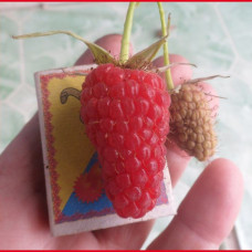 Малина Соколице (Однолетний, ОКС)