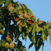 Миндаль Форос (Однолетний, ОКС)