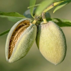  Миндаль Антик (Однолетний, ОКС) 