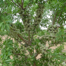 Миндаль Аян (Однолетний, ОКС)
