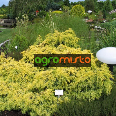 Можжевельник средний Голден Саусер (25-30 см, ЗКС)