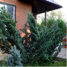 Можжевельник чешуйчатый Мейери (50-60 см, ЗКС)