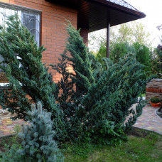 Можжевельник чешуйчатый Мейери (50-60 см, ЗКС)