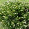 Можжевельник казацкий Variegata (ЗКС)