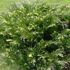 Можжевельник казацкий Variegata (ЗКС) Можжевельник казацкий Variegata (ЗКС)